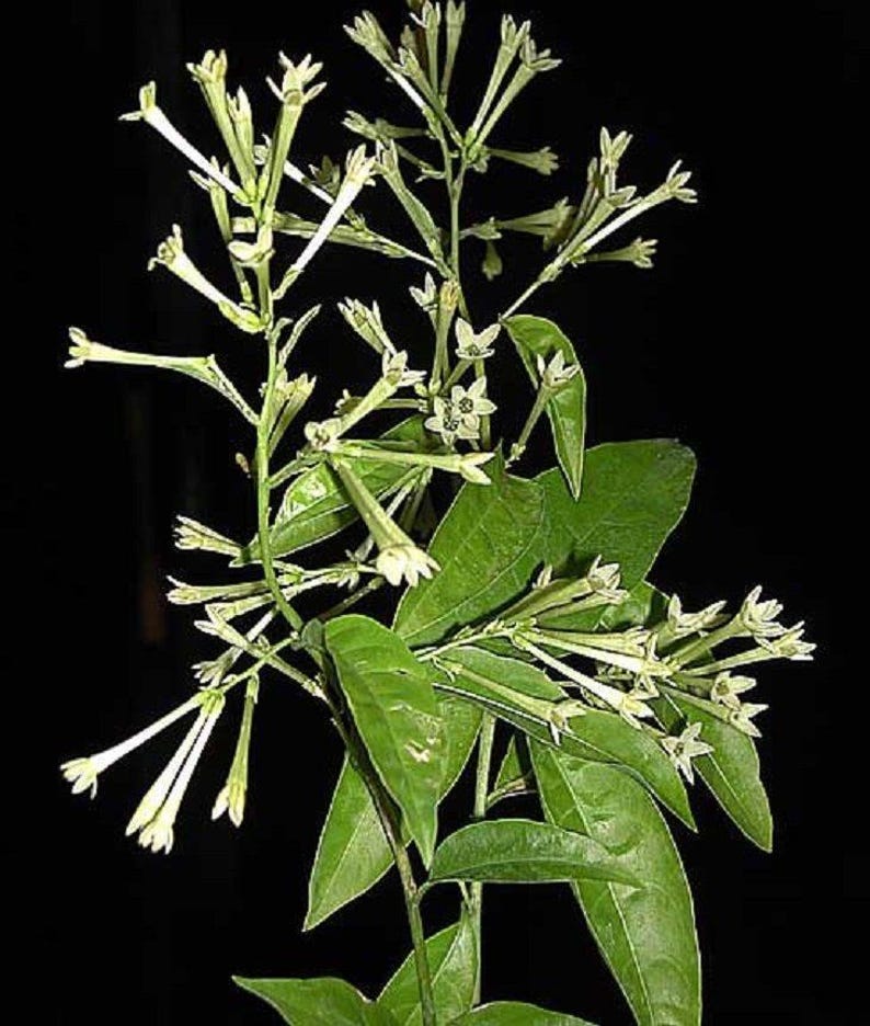 Night Blooming Jasmine Plant - 2 to 3 Feet - Cây D? Lý H??ng - Fragrant Live Plant with Bigger Trunk - Excellent Root System