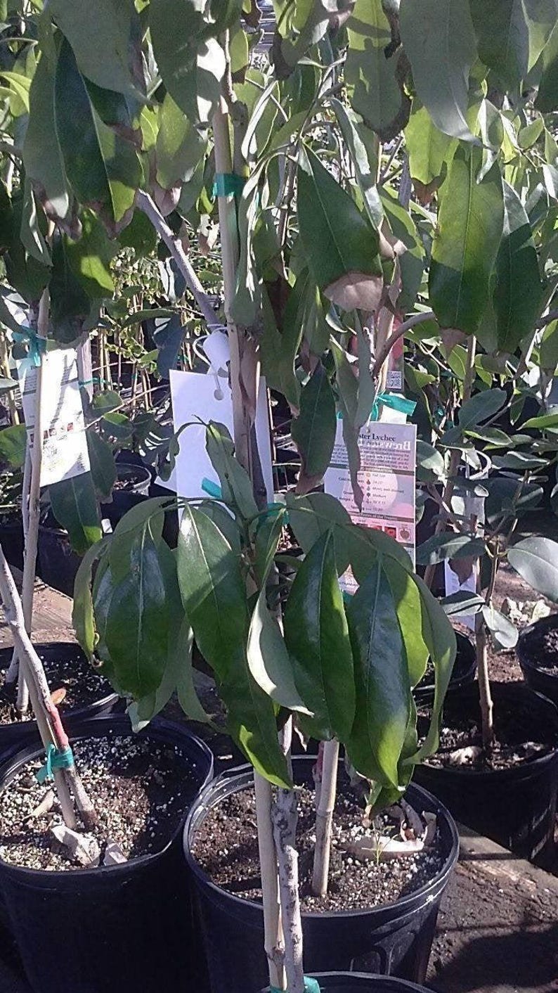 Lychee Tree - 3 Gal Pot - Live Airlayered Plant - Fresh From Our Garden - Tropical Fruit Tree - Litchi chinensis