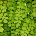 Southern Maidenhair Fern Plant - 6" Pot - Adiantum capillus-veneris - Live Indoor/Outdoor Houseplant - Fresh from Our Garden