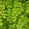 Southern Maidenhair Fern Plant - 6" Pot - Adiantum capillus-veneris - Fresh Live Plant for Indoor/Outdoor Use