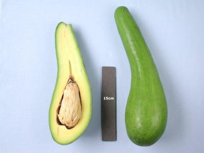 Grafted Avocado Tree 3 Gal Pot Russel Long Neck Variety Persea americana