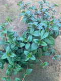 Fuchsia Blue Eyes Bush Plant - 1 ft - Live Plant in 6" Pot - Fuchsia microphylla