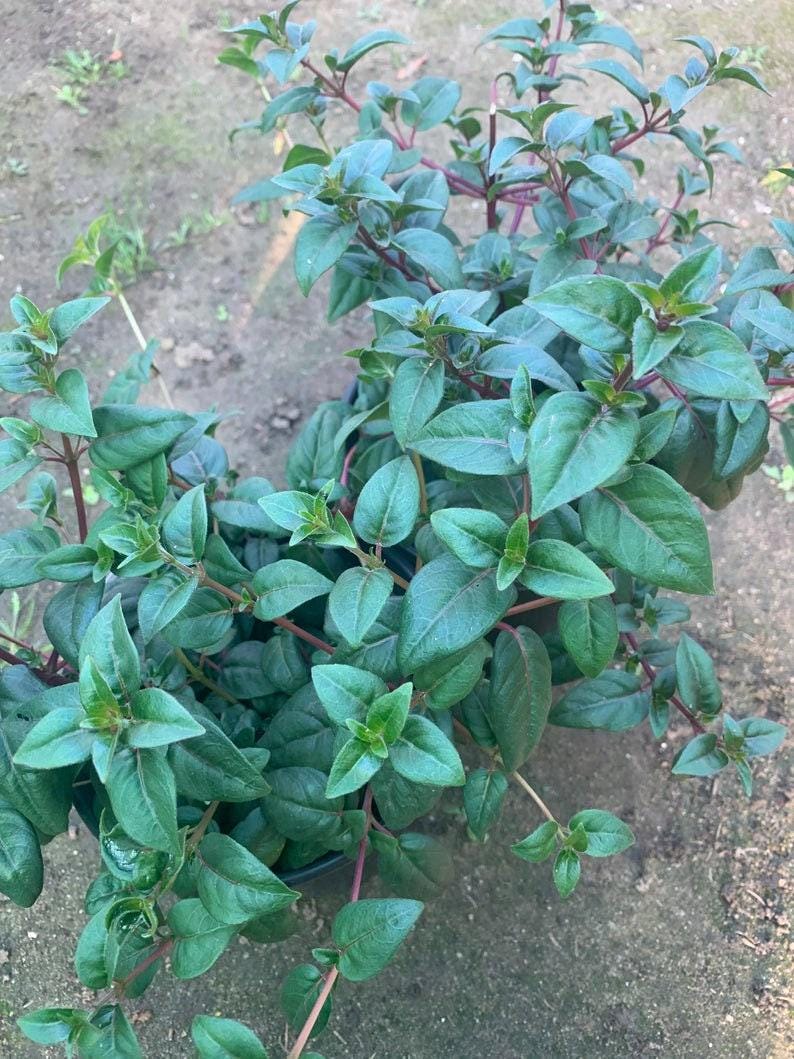 Fuchsia Blue Eyes Bush Plant - 1 ft - Live Plant in 6" Pot - Fuchsia microphylla