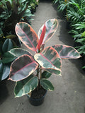 Ficus elastica 'Red Ruby' Plant - 6" Pot - Indoor Houseplant - Colorful Foliage - Rubber Plant