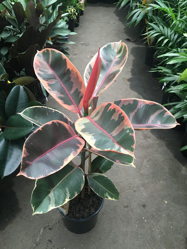 Ficus elastica 'Red Ruby' Plant - 6" Pot - Indoor Houseplant - Colorful Foliage - Rubber Plant