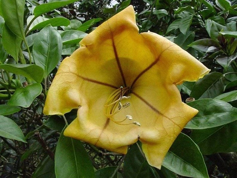 Cup of Gold Vine Plant - 1 to 2 Feet - Solandra maxima - Evergreen Tropical Climber in 6" Pot
