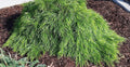 Cousin Itt Little River Wattle Plant - 4" Starter - Acacia cognata - Compact Evergreen with Blue-Green Foliage - Fresh from Garden
