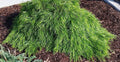 Cousin Itt Little River Wattle Plant - 4" to 6" - Acacia cognata - Evergreen with Blue-Green Foliage - Live Starter Plant
