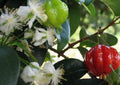 Surinam Cherry Plant - 3 Gal Pot - Sweet Fruit - Eugenia uniflora - Fast Growing Bushy Tree