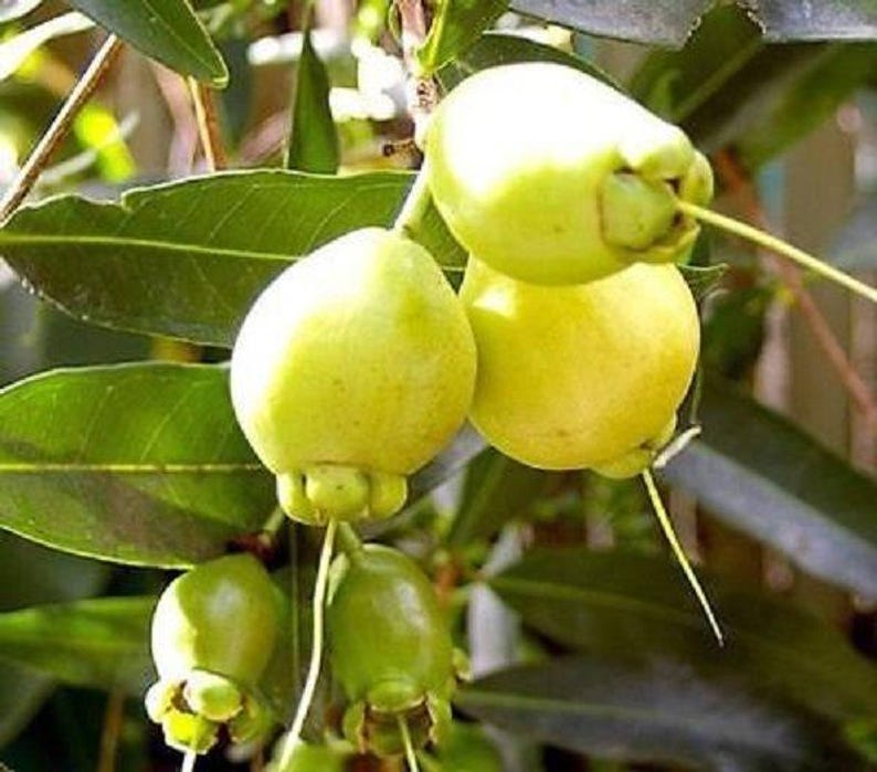 Rose Apple Plant - 1 Foot Tall - Cây Ly - Syzygium jambos - Ships in 1 Gallon Pot - Fresh from Garden