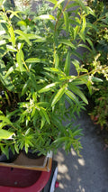 Lemon Verbena Plant - 6" Pot - Aloysia triphylla - Aromatic Herb for Garden or Indoor Use
