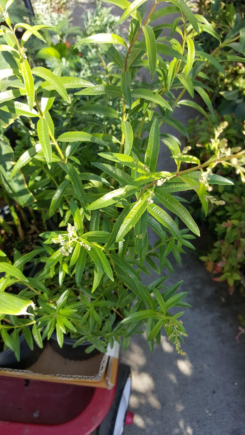 Lemon Verbena Plant - 6" Pot - Aloysia triphylla - Aromatic Herb for Garden or Indoor Use