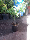 Guamuchil Plant - 1ft Tall in 6" Pot - Pithecellobium dulce - Edible Pods & Evergreen Foliage - Tropical Tree