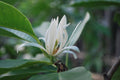 White Champaca Grafted Tree - 3 Feet Tall - Michelia alba - Air Layered - Bigger Trunk - Fragrant Blooming Plant in 3 Gal Pot
