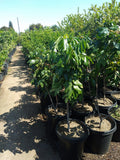Longan Live Plant 3-4 Feet Tall - Air Layered Tree with Good Roots - Dimocarpus longan - Ships in 3 Gal Pot