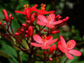Nh?t Chi Mai Live Plant 1 Gal Pot - Jatropha integerrima 'Compacta' Red - Tropical Evergreen Shrub with Rose-Red Flowers
