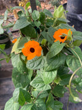 Thunbergia Alata Vine - 2ft Orange Flowering Plant in 1 Gallon Pot - Black-Eyed Susan Vine