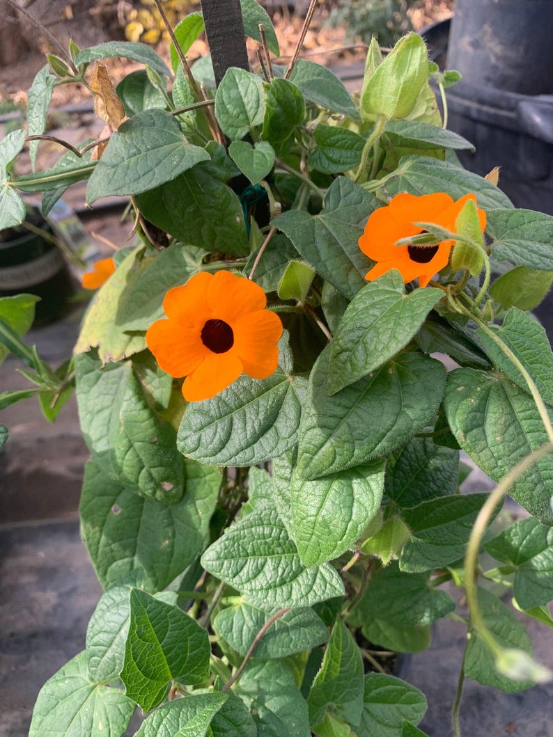 Thunbergia Alata Vine - 2ft Orange Flowering Plant in 1 Gallon Pot - Black-Eyed Susan Vine