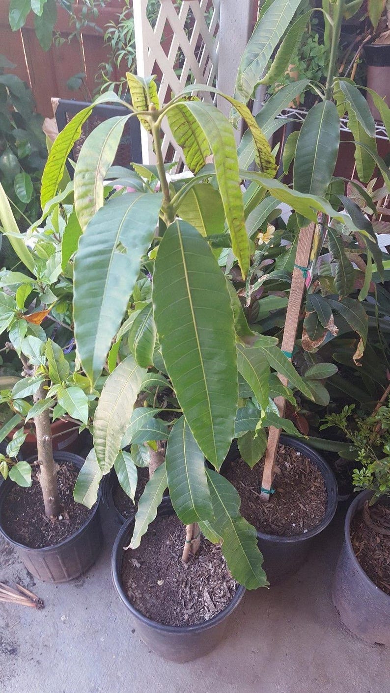 Manila Mango Tree Live Plant - 1ft Tall - Grafted - Ships in 6" Pot - Mangifera indica