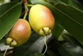 Rose Apple Live Plant - 2 to 3 Feet Tall - Syzygium Jambos - Ornate Flowers & Crisp Yellow Fruit - 3 Gallon Pot