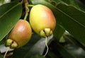 Rose Apple Live Plant 2-3 Feet in 3 Gallon Pot, Syzygium Jambos, Ornate Flowers, Crisp Yellow Fruits