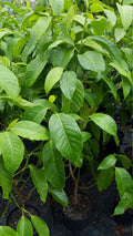 White Champaca Tree - 3 Gal Pot - Air Layered - Michelia Alba - Fragrant Blooming Plant