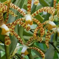 Scorpion Orchid in 4" Pot, Arachnis Aranda, Exotic Spider-Like Flowers, Unique Indoor Plant for Home Décor