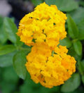 Lantana Plant 4 Inch Pot Yellow Gold Raimuniya Talambralu Chettu Lantana Camara Live Plant Easy to Grow