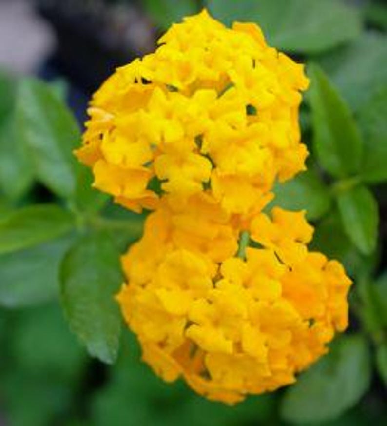 Lantana Plant 4 Inch Pot Yellow Gold Raimuniya Talambralu Chettu Lantana Camara Live Plant Easy to Grow