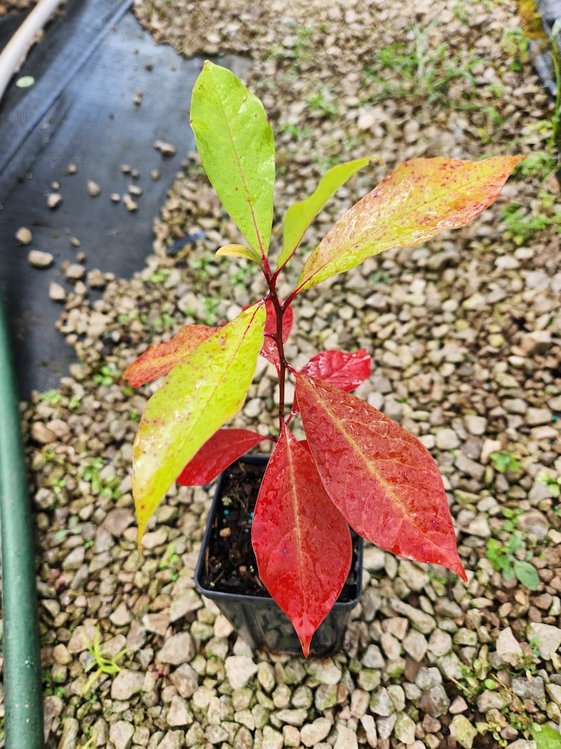 Blackgum Trees (Nyssa Sylvatica) - 2 Pack in 4" Container - Native Tree with Stunning Fall Foliage for Zones 3-9