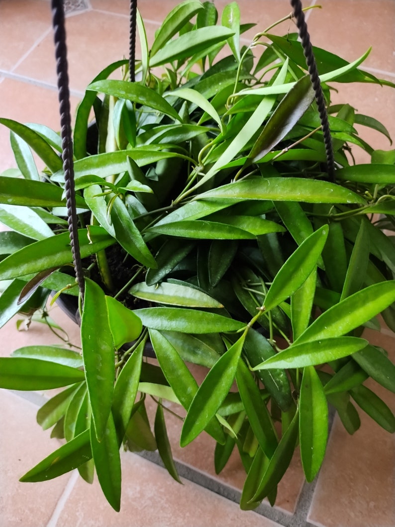Hoya Wayettii Plant - Small Rooted Plant + Free Cutting - Low Maintenance Houseplant (Hoya Wayettii)
