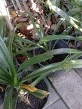 Yellow Fire Lily Plant in 6" Pot - Clivia miniata - Live Plant with 6+ Leaves - Bright Yellow Blooms for Shady Borders & Containers
