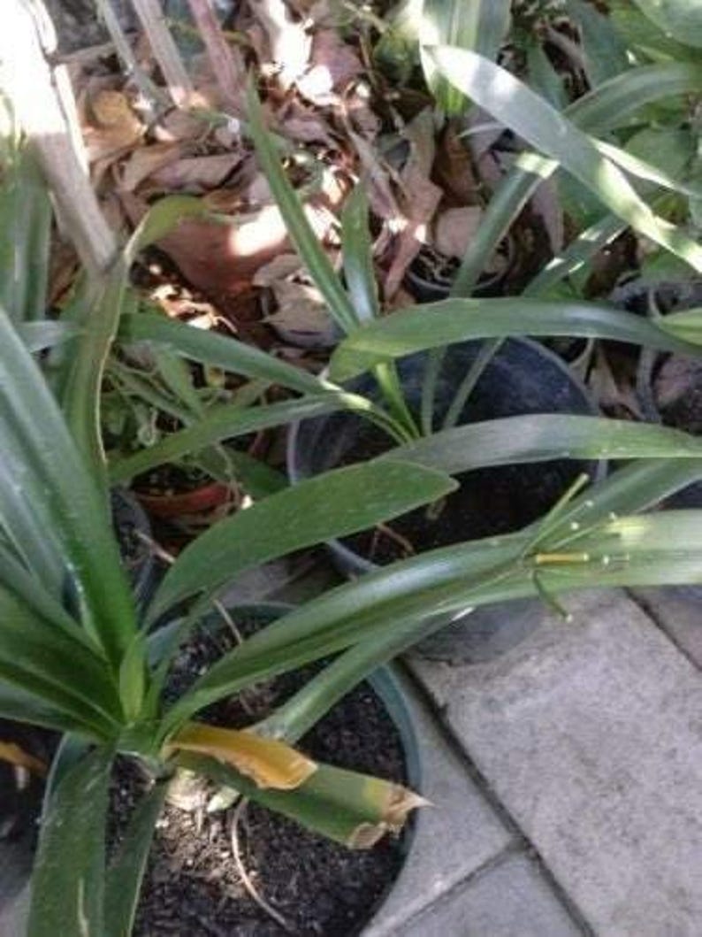 Yellow Fire Lily Plant in 6" Pot - Clivia miniata - Live Plant with 6+ Leaves - Bright Yellow Blooms for Shady Borders & Containers