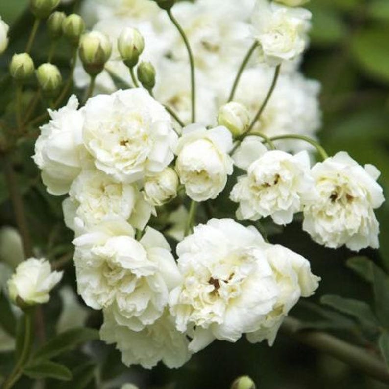 White Lady Banks Climbing Rose - 3 Gallon Pot - White Flowers - Rosa banksiae
