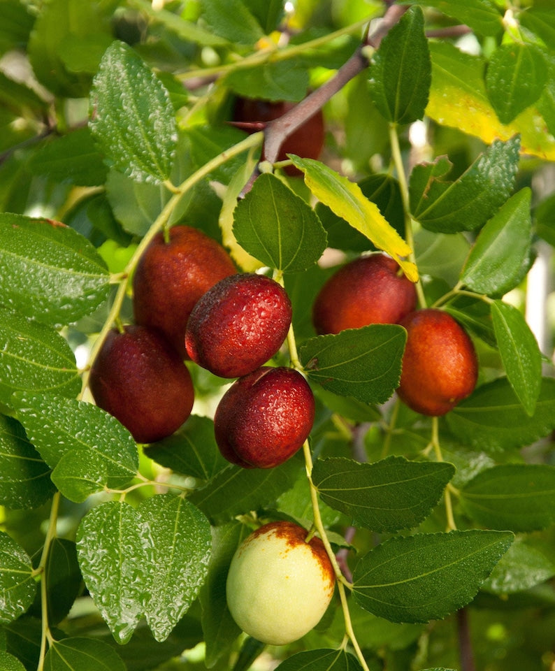 Grafted Shanxi Li Jujube Tree in 3 Gal Pot - Sweet Apple-Like Flavor, Self-Fruitful, USDA Zones 5-9, Bigger Trunk