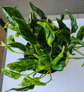 Rooted Cutting of Rare Shangri Plant with Free Cutting - Easy Care Houseplant - [Scientific Name if known]
