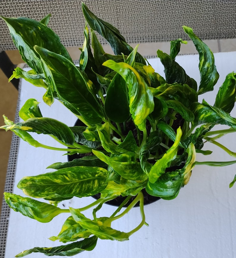 Rooted Cutting of Rare Shangri Plant with Free Cutting - Easy Care Houseplant - [Scientific Name if known]