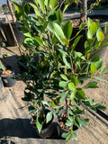 Ficus Nitida Live Plant 2 Feet Tall in 6" Pot - Ficus microcarpa, Indoor Tree, Tropical Houseplant