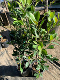 Ficus Nitida Live Plant in 6" Pot - 2 Feet Tall Ficus Microcarpa, Indoor/Outdoor Tropical Plant