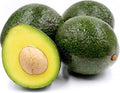 Grafted Reed Avocado Tree - 2 Feet Tall - 6" Pot - Persea americana - Indoor/Outdoor Fruit Plant