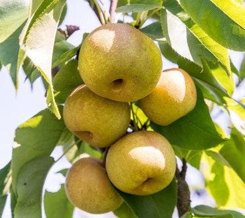 Hosui Asian Pear Tree 3Gal Pot - Sweet Crunchy Fruit - Pyrus pyrifolia