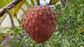 Red Geffner Atemoya Plant - 3Gal Pot - Annona squamosa Variety - Tropical Fruit Tree