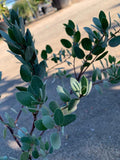 Erect Shrub 1ft Arctostaphylos bakeri 'Louise Edmunds' Purple Brown Trunks Showy Spring Flowers 1 Gallon Pot