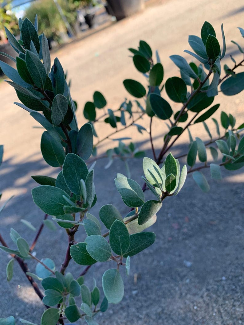 Erect Shrub 1ft Arctostaphylos bakeri 'Louise Edmunds' Purple Brown Trunks Showy Spring Flowers 1 Gallon Pot