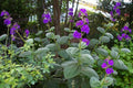 Tibouchina Heteromalla Silverleafed Princess Flower - 3 Gallon Pot - Tropical Perennial Plant