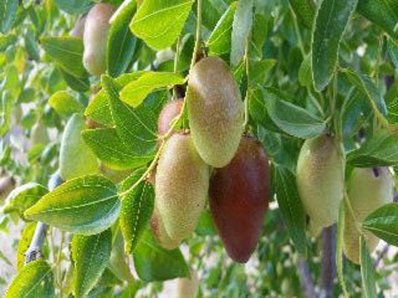 Grafted Jujube Tree GA866 - 2 Feet Tall - Ship in Pot - Ziziphus jujuba