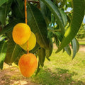 Grafted Carrie Mango Tree - 1 ft Tall - Live Plant in 6" Pot - Mangifera indica - Fiberless, Low Maintenance Fruit Tree