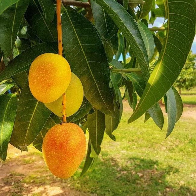 Grafted Carrie Mango Tree - 1 ft Tall - Live Plant in 6" Pot - Mangifera indica - Fiberless, Low Maintenance Fruit Tree