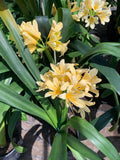 Clivia Plant in 6" Pot, Yellow Variety, 5-6 Leaves, Live Houseplant, Clivia miniata