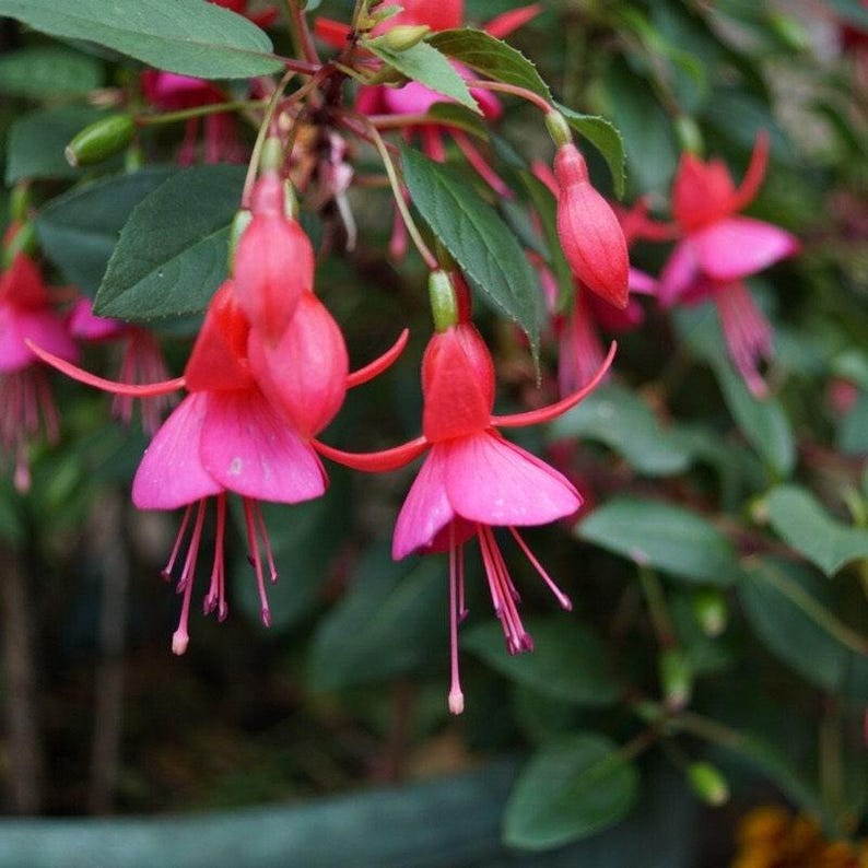 Fuchsia Live Plant in 6" Pot - Vibrant Flowering Variety - Fuchsia spp. - Shipped in 1 Gallon Pot